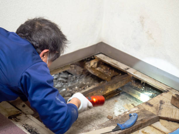Best Mold Damage Repair  in Lake Hallie, WI