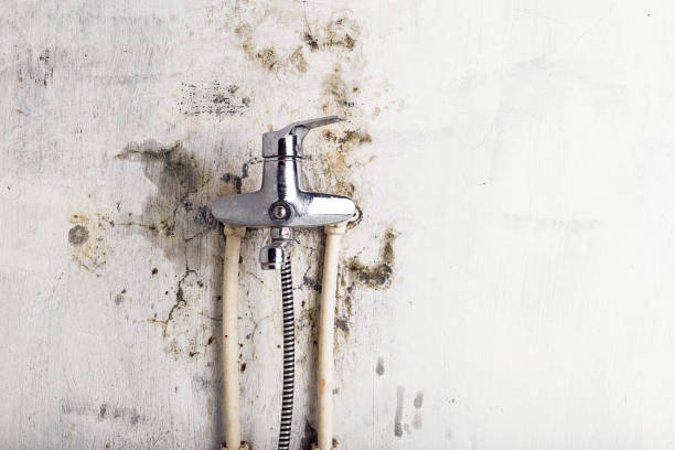 Best Residential Mold Removal  in Lake Hallie, WI