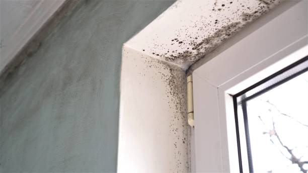 Best Crawl Space Mold Removal  in Lake Hallie, WI