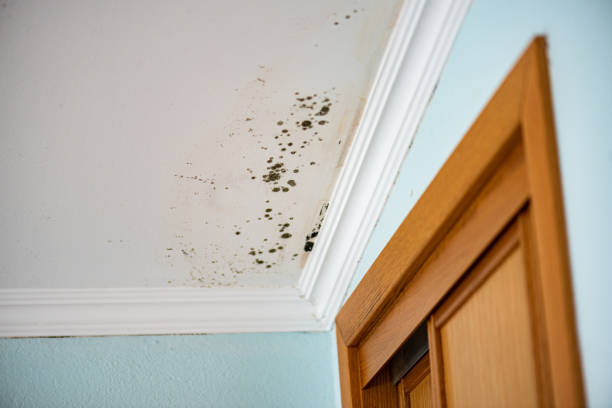 Best Black Mold Removal  in Lake Hallie, WI