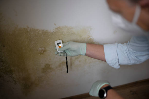 Best Mold Removal Near Me  in Lake Hallie, WI