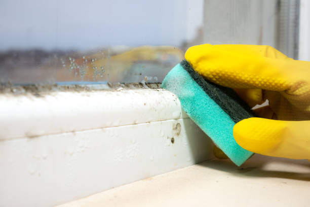 Best Crawl Space Mold Removal  in Lake Hallie, WI