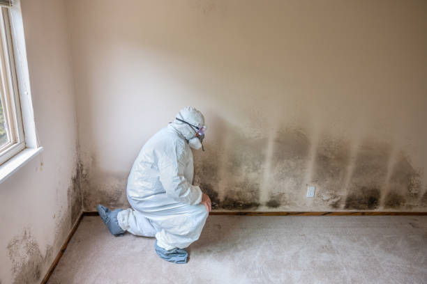 Mold Testing and Removal in Lake Hallie, WI