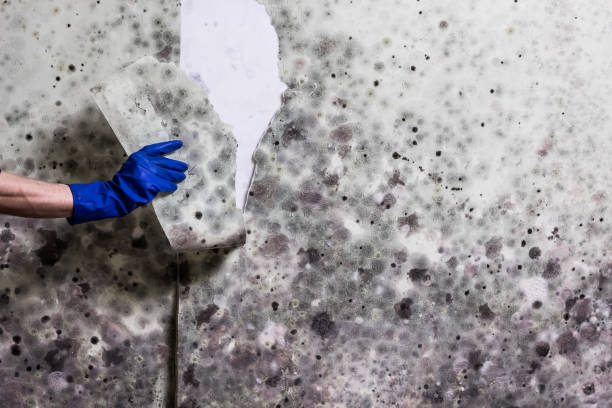 Best Mold Testing  in Lake Hallie, WI