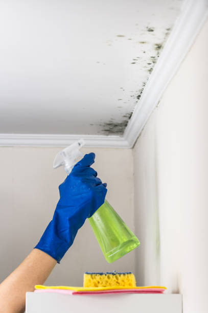 Best Office Mold Removal Services  in Lake Hallie, WI